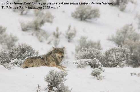 wolf resting in winter