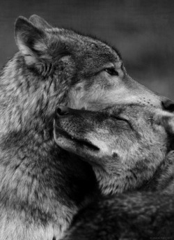 lovely wolfs